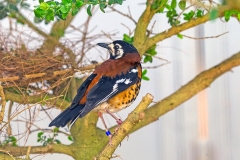 Chestnut-backed Thrush [Geokichla dohertyi]