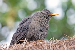 Great Thrush [Turdus fuscater quindio]