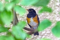 Black-breasted Thrush [Turdus dissimilis]