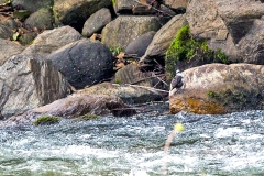 White-capped Dipper [Cinclus leucocephalus leuconotus]