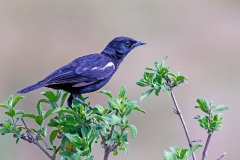 Sooty Chat [Myrmecocichla nigra]