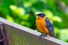 Snowy-crowned Robin-Chat [Cossypha niveicapilla]