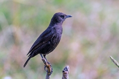 Sooty Chat [Myrmecocichla nigra]
