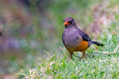 Abyssinian Thrush [Turdus abyssinicus abyssinicus]