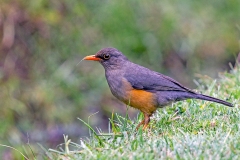 Abyssinian Thrush [Turdus abyssinicus abyssinicus]