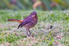 Cape Robin-Chat [Dessonornis caffer iolaemus]