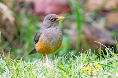 African Thrush [Turdus pelios centralis]