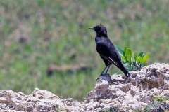 Anteater Chat [Myrmecocichla aethiops cryptoleuca]
