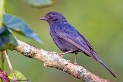 Southern Black Flycatcher [Melaenornis pammelaina pammelaina]