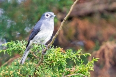 White-eyed Slaty Flycatcher [Melaenornis fischeri fischeri]