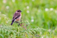 African Stonechat [Saxicola torquatus axillaris]