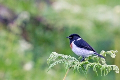 African Stonechat [Saxicola torquatus axillaris]