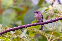 African Dusky Flycatcher [Muscicapa adusta pumila]