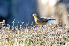 Northern Wheatear [Oenanthe oenanthe oenanthe]