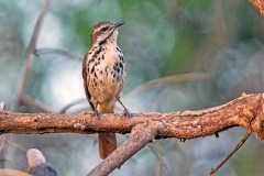 Spotted Palm Thrush [Cichladusa guttata intercalans]