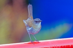 Black-billed Nightingale-Thrush [Catharus gracilirostris gracilirostris] 