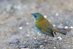 Black-billed Nightingale-Thrush [Catharus gracilirostris gracilirostris] 