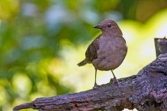 Mountain Thrush [Turdus plebejus plebejus]