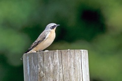 Northern Wheatear [Oenanthe oenanthe oenanthe]