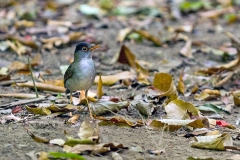Black-headed Nightingale-Thrush [Catharus mexicanus carrikeri] 