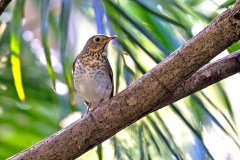 Swainson's Thrush [Catharus ustulatus ustulatus] 