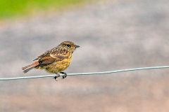European Stonechat [Saxicola rubicola hibernans]