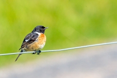 European Stonechat [Saxicola rubicola hibernans]
