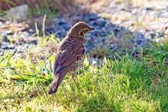 Song Thrush [Turdus philomelos hebridensis]