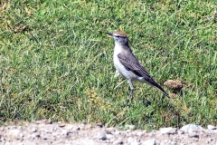 Rufous-naped Ground Tyrant [Muscisaxicola rufivertex rufivertex] 