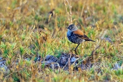 Austral Negrito [Lessonia rufa] 