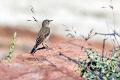 Spot-billed Ground Tyrant [Muscisaxicola maculirostris maculirostris] 