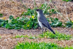 Dark-faced Ground Tyrant [Muscisaxicola maclovianus mentalis] 