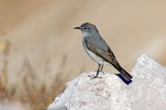 Rufous-naped Ground Tyrant [Muscisaxicola rufivertex pallidiceps]