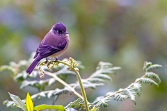 Black-capped Flycatcher [Empidonax atriceps] 
