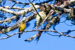 Ochraceous Pewee [Contopus ochraceus] 