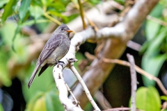 Dark Pewee [Contopus lugubris] 