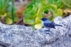 Torrent Tyrannulet [Serpophaga cinerea grisea] 