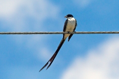 Fork-tailed Flycatcher [Tyrannus savana monachus]