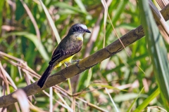Great Kiskadee [Pitangus sulphuratus guatimalensis]