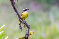 Rusty-margined Flycatcher [Myiozetetes cayanensis hellmayri] 