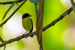 Common Tody-Flycatcher [Todirostrum cinereum wetmorei] 