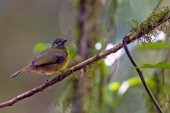 Ochre-bellied Flycatcher [Mionectes oleagineus assimilis] 