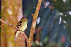 Yellow-bellied Flycatcher [Empidonax flaviventris] 