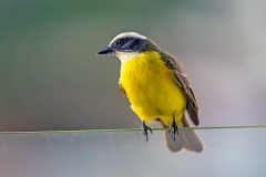 Social Flycatcher [Myiozetetes similis columbianus] 