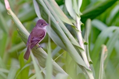 White-throated Flycatcher [Empidonax albigularis australis]
