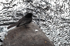 Black Phoebe [Sayornis nigricans amnicola] 