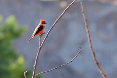 Vermilion Flycatcher [Pyrocephalus obscurus cocachacrae] 