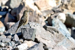 Black-billed Shrike-Tyrant [Agriornis montanus maritimus] 