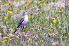 White-browed Ground Tyrant [Muscisaxicola albilora] 