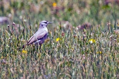 Black-fronted Ground Tyrant [Muscisaxicola frontalis] 